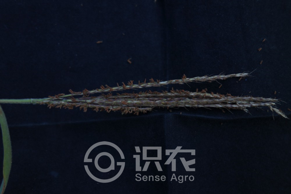 柑橘黄叶症状示例3