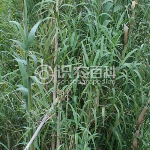 柑橘黄叶症状示例1