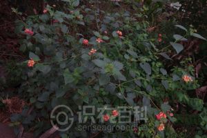 柑橘黄叶症状示例0