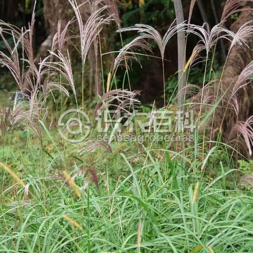 柑橘黄叶症状示例1