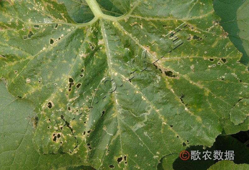 柑橘黄叶症状示例1