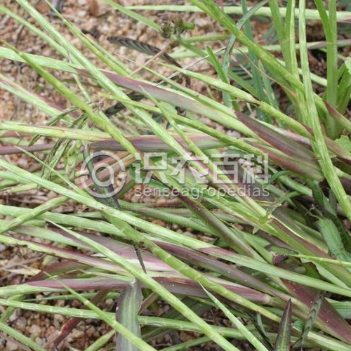 柑橘黄叶症状示例2