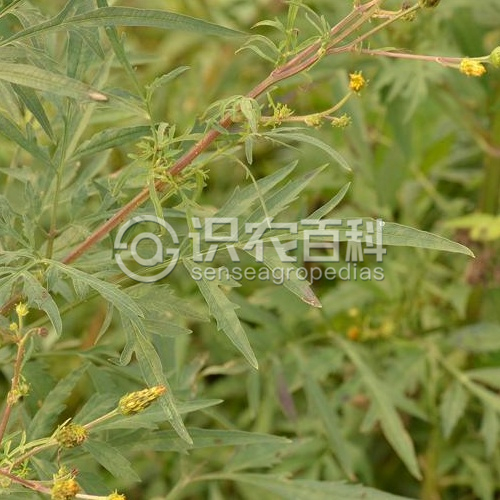 柑橘黄叶症状示例2