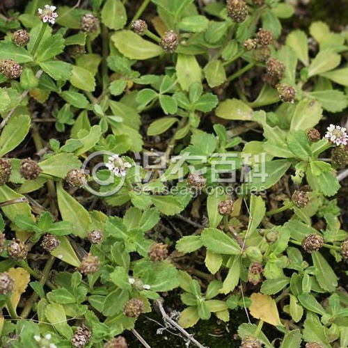 柑橘黄叶症状示例2