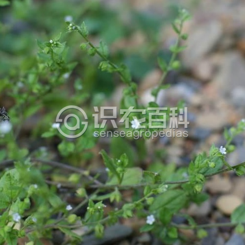柑橘黄叶症状示例2