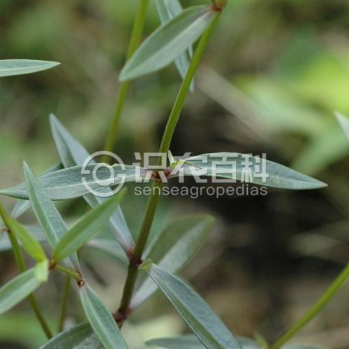 柑橘黄叶症状示例3