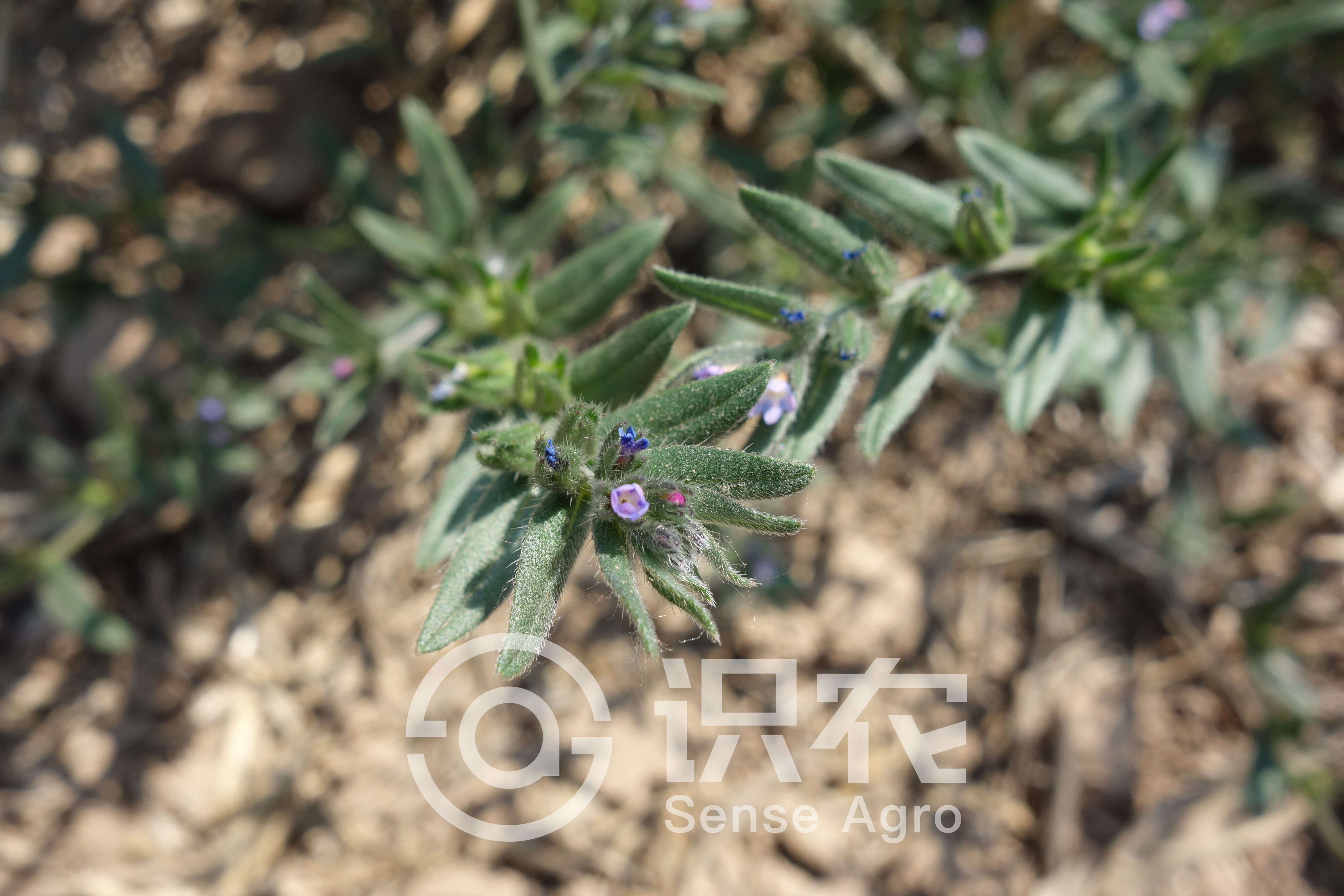 柑橘黄叶症状示例3