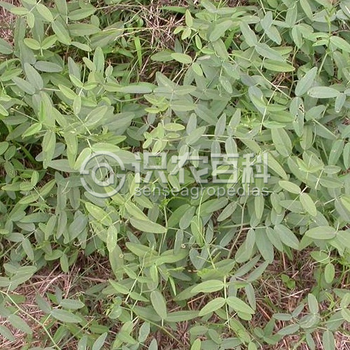 柑橘黄叶症状示例3