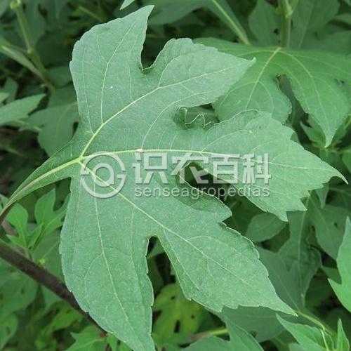 柑橘黄叶症状示例4