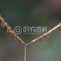 柑橘黄叶症状示例0