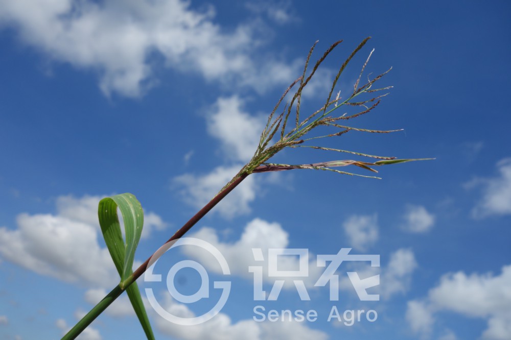 柑橘黄叶症状示例3