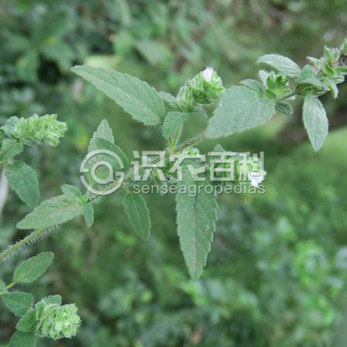 柑橘黄叶症状示例1