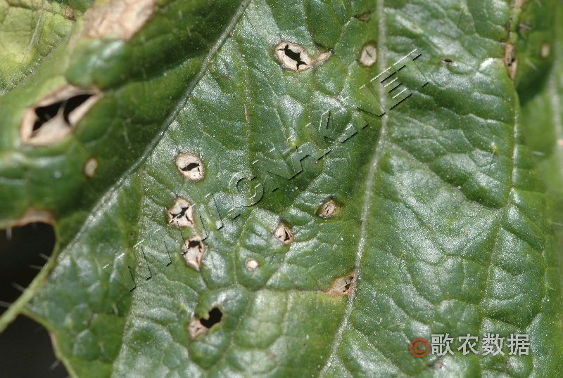 柑橘黄叶症状示例1