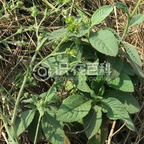 柑橘黄叶症状示例3