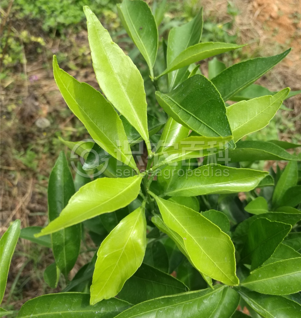 柑橘黄叶症状示例4
