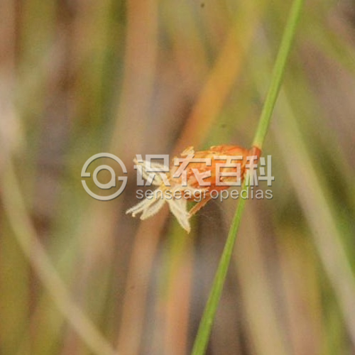 柑橘黄叶症状示例3