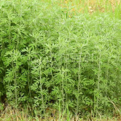 柑橘黄叶症状示例1