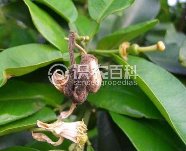 柑橘黄叶症状示例1