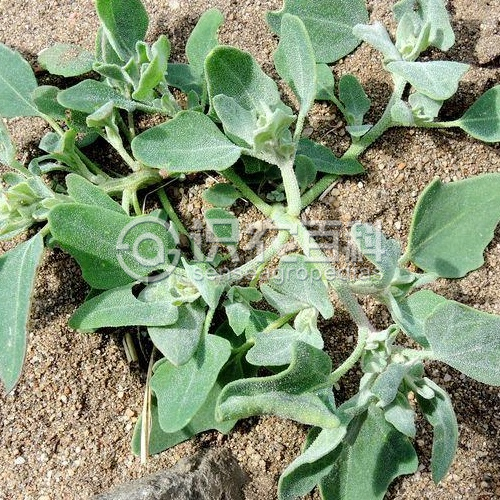 柑橘黄叶症状示例2