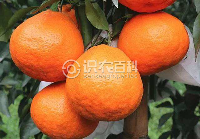 柑橘黄叶症状示例3