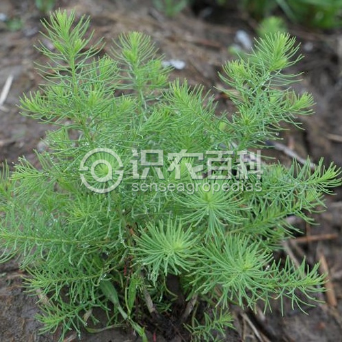 柑橘黄叶症状示例1