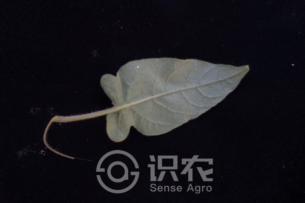 柑橘黄叶症状示例3