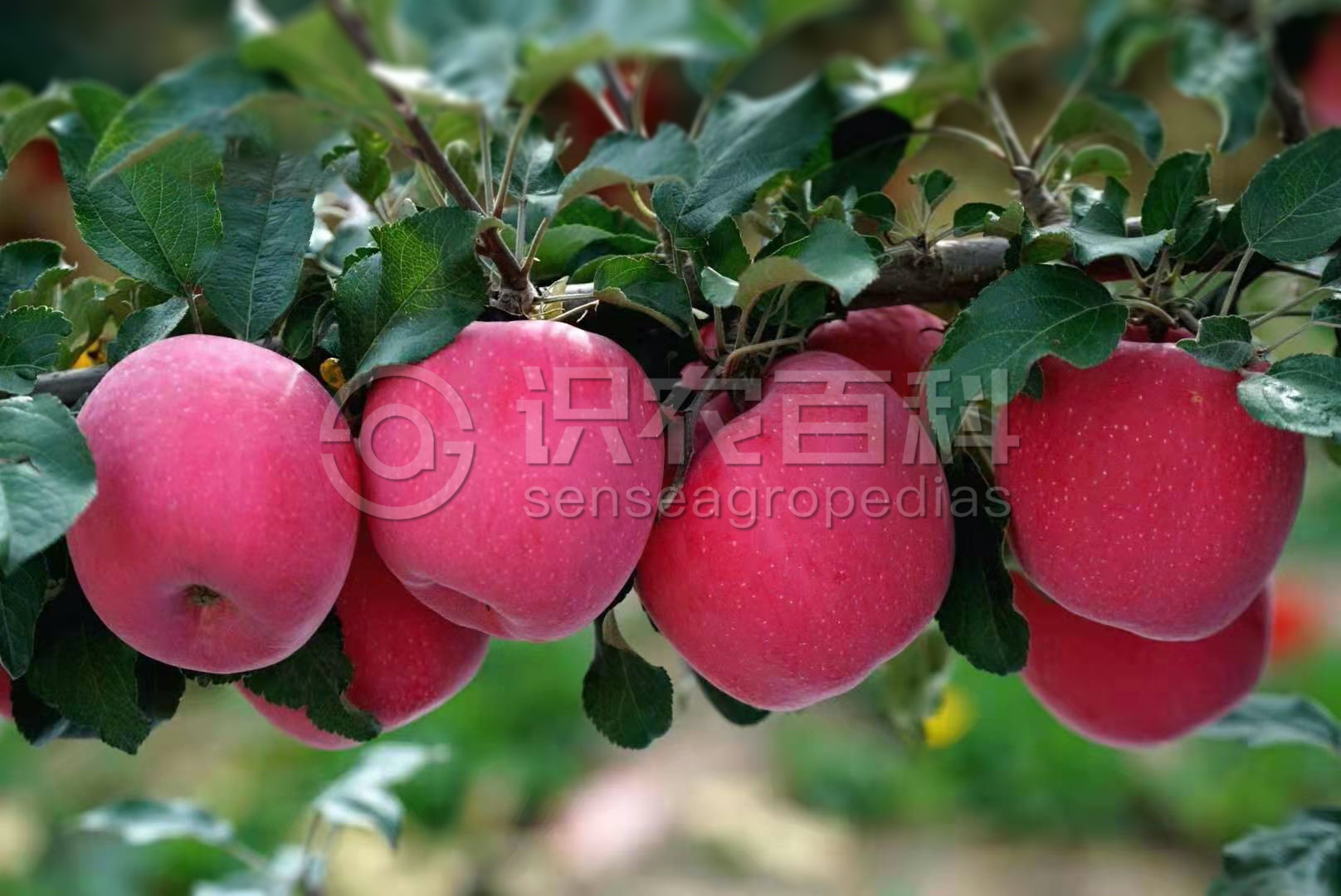 柑橘黄叶症状示例2