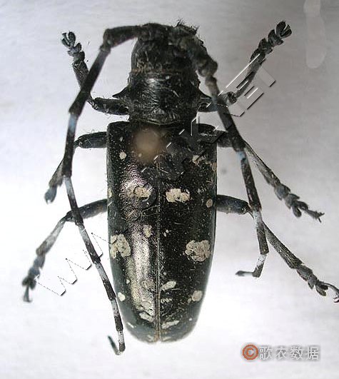 柑橘黄叶症状示例0
