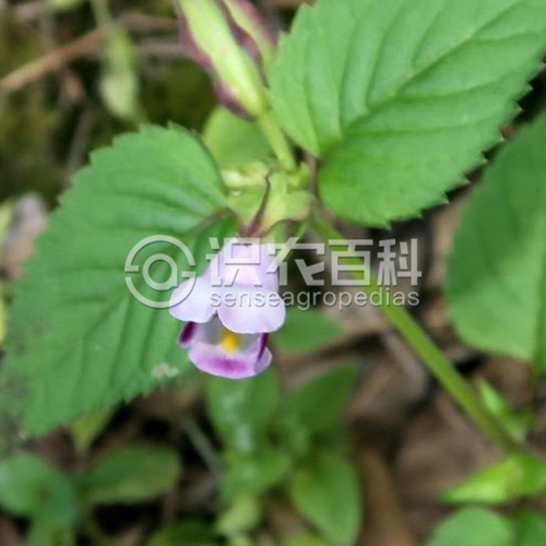 柑橘黄叶症状示例2