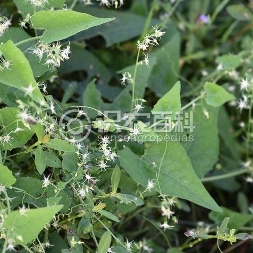 柑橘黄叶症状示例1