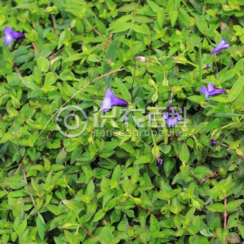 柑橘黄叶症状示例3