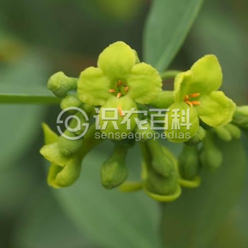 柑橘黄叶症状示例3