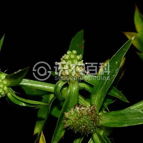 柑橘黄叶症状示例2