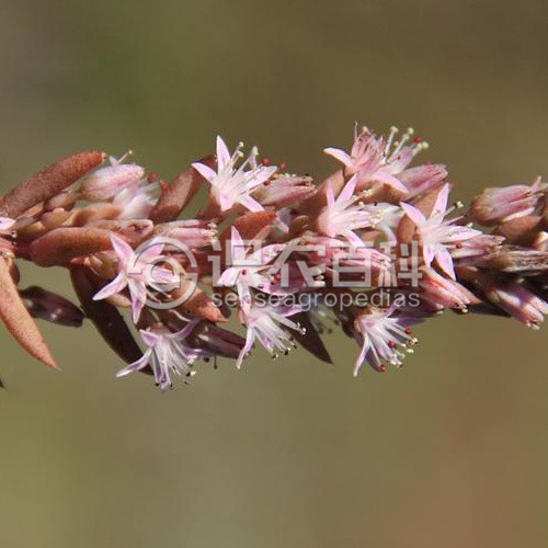 柑橘黄叶症状示例3