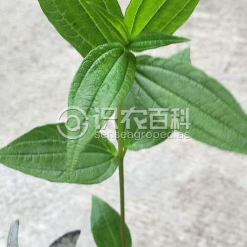 柑橘黄叶症状示例1