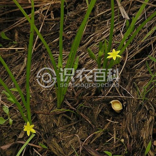 柑橘黄叶症状示例3