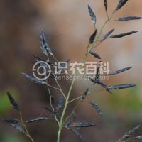 柑橘黄叶症状示例0