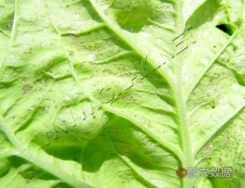 柑橘黄叶症状示例1