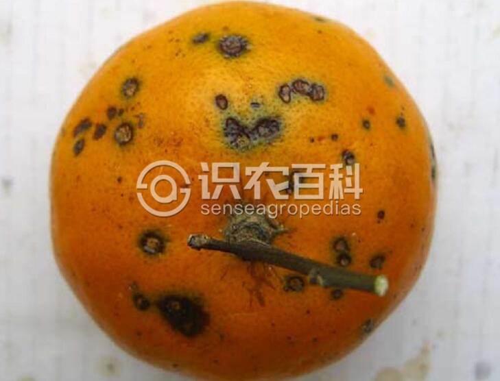 柑橘黄叶症状示例1