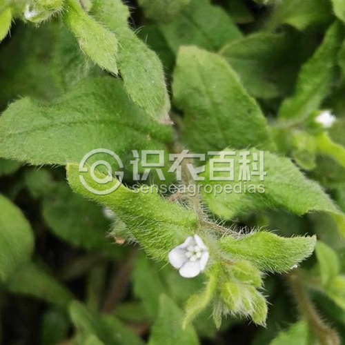 柑橘黄叶症状示例1