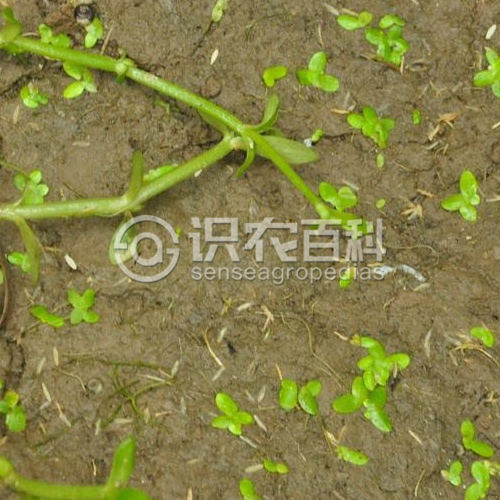 柑橘黄叶症状示例2