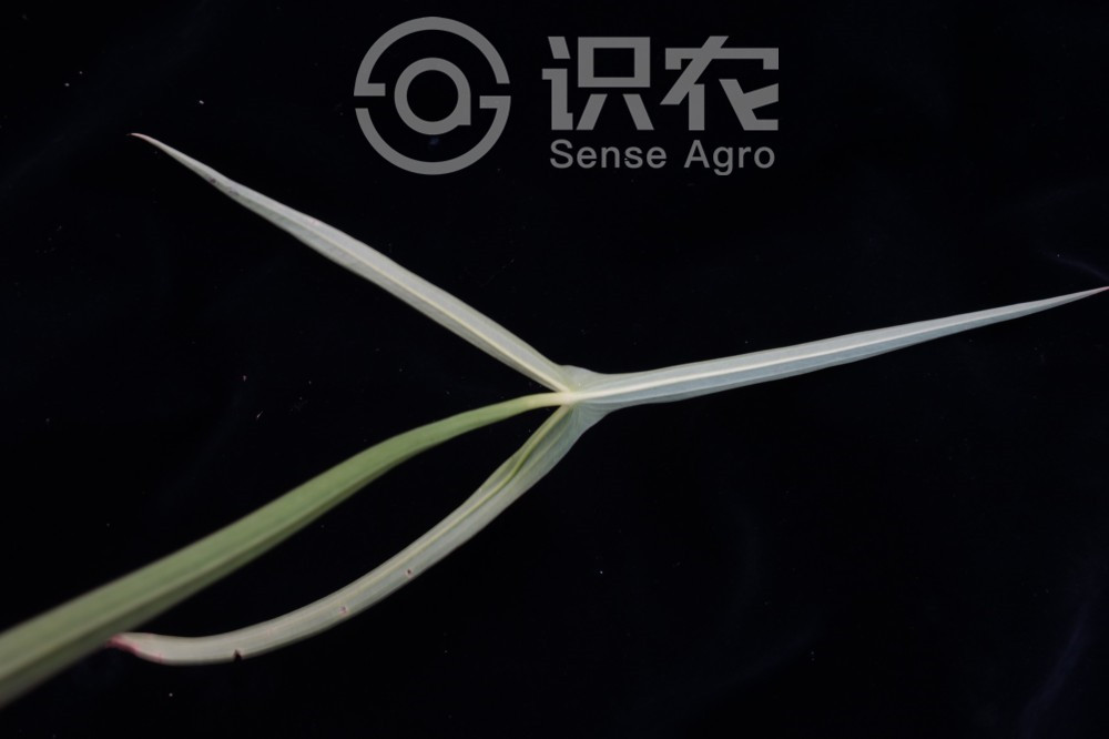 柑橘黄叶症状示例6