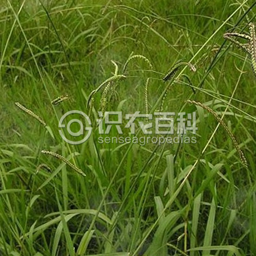 柑橘黄叶症状示例3