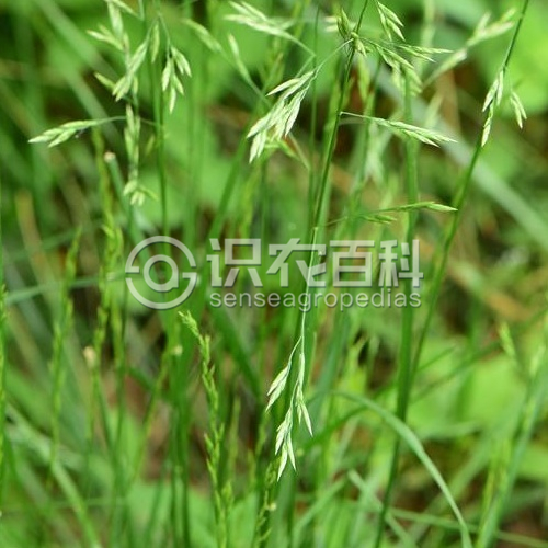 柑橘黄叶症状示例2