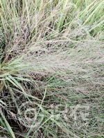 柑橘黄叶症状示例0