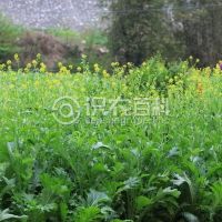 柑橘黄叶症状示例0
