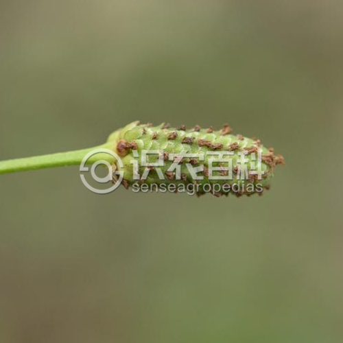 柑橘黄叶症状示例4