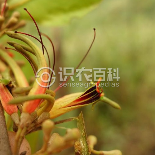 柑橘黄叶症状示例2