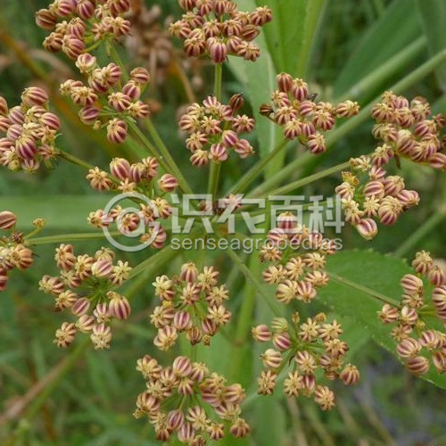 柑橘黄叶症状示例3