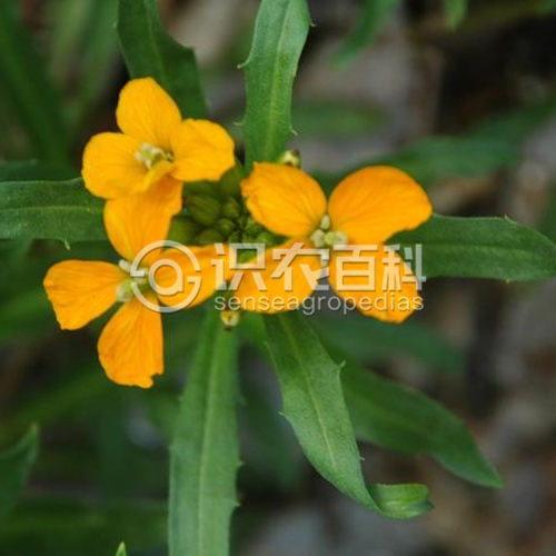 柑橘黄叶症状示例2